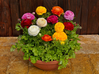 Ranunculus Bloomingdale II Mix PLT