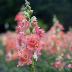 Snapdragon Madame Butterfly 3-4 Ivory