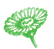 Calendula