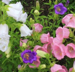 Campanula Calycanthema Mix (cup & saucer)