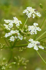 Caraway