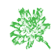 Catanache