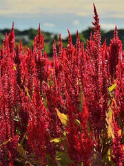Celosia Forest Fire