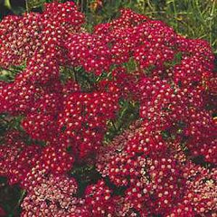 Achillea Cerise Queen
