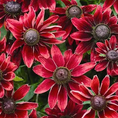 Rudbeckia Cherry Brandy