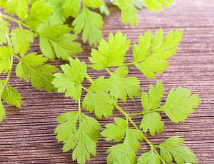 Chervil Curled