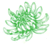 Chrysanthemum