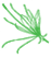 Cleome