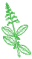 Coleus
