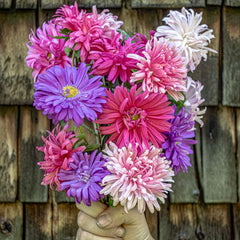 Aster Crego Mix