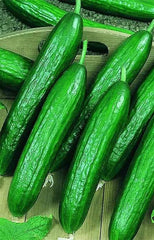 Cucumber Persian Cruncher