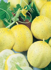 Cucumber Lemon