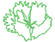 Dianthus