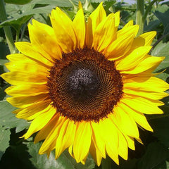 Sunflower ProCut Brilliance TRT