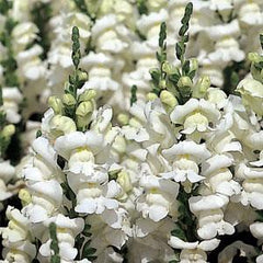 Snapdragon Sonnet White