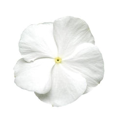 Vinca Titan Pure White