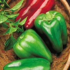 Pepper Big Bertha