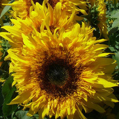 Sunflower Double Starburst Panache