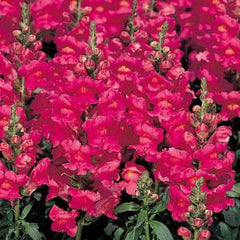 Snapdragon Sonnet Rose