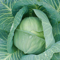 Cabbage Premium Late Flat Dutch