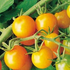 Tomato Sun Gold Cherry