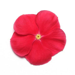 Vinca Mediterranean XP Red