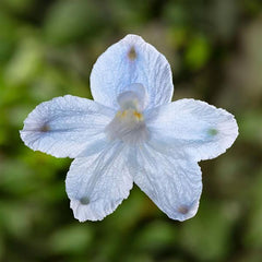 Delphinium Hunky Dory Sky Blue