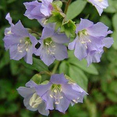 Polemonium Blue Pearl