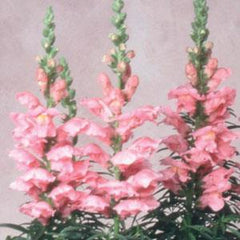 Snapdragon Sonnet Pink