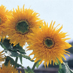 Sunflower Double Quick