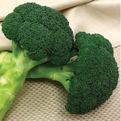 Broccoli Green Magic