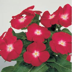 Vinca Victory Cranberry w/Eye