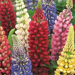 Lupinus Russell Mixture