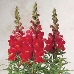 Snapdragon Sonnet Orange Scarlet