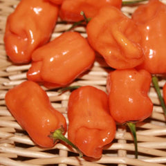 Pepper Hot Habanero