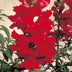 Snapdragon Sonnet Crimson