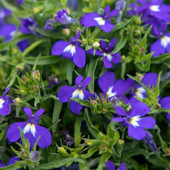 Lobelia Masterpiece Blue w/Eye