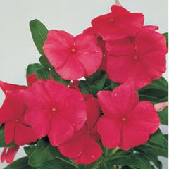Vinca Victory Red