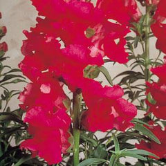 Snapdragon Sonnet Carmine