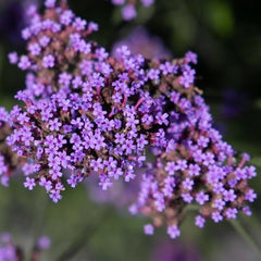 Verbena Vanity