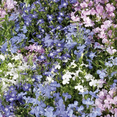 Lobelia Palace Mix