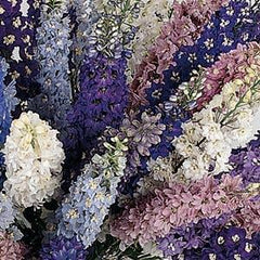 Delphinium Pacific Giants Mixture