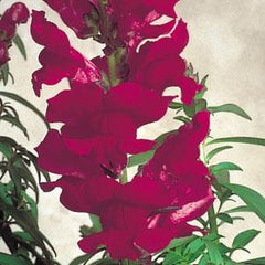 Snapdragon Sonnet Burgundy