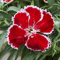 Dianthus Diana Scarlet Bicolor