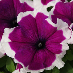 Petunia Limbo GP Violet Picotee PLT