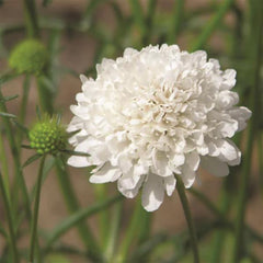 Scabiosa QIS White