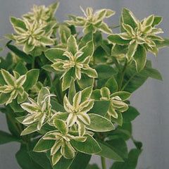 Euphorbia marginata Kilimanjaro