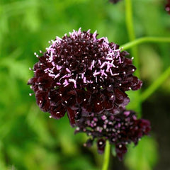 Scabiosa QIS Black Purple