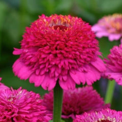 Zinnia Zinderella Purple
