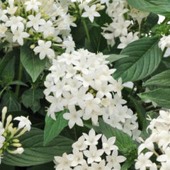 Pentas Graffiti White  PLT